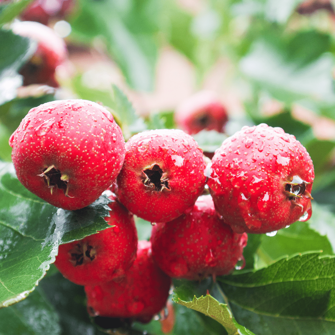 Hawthorn