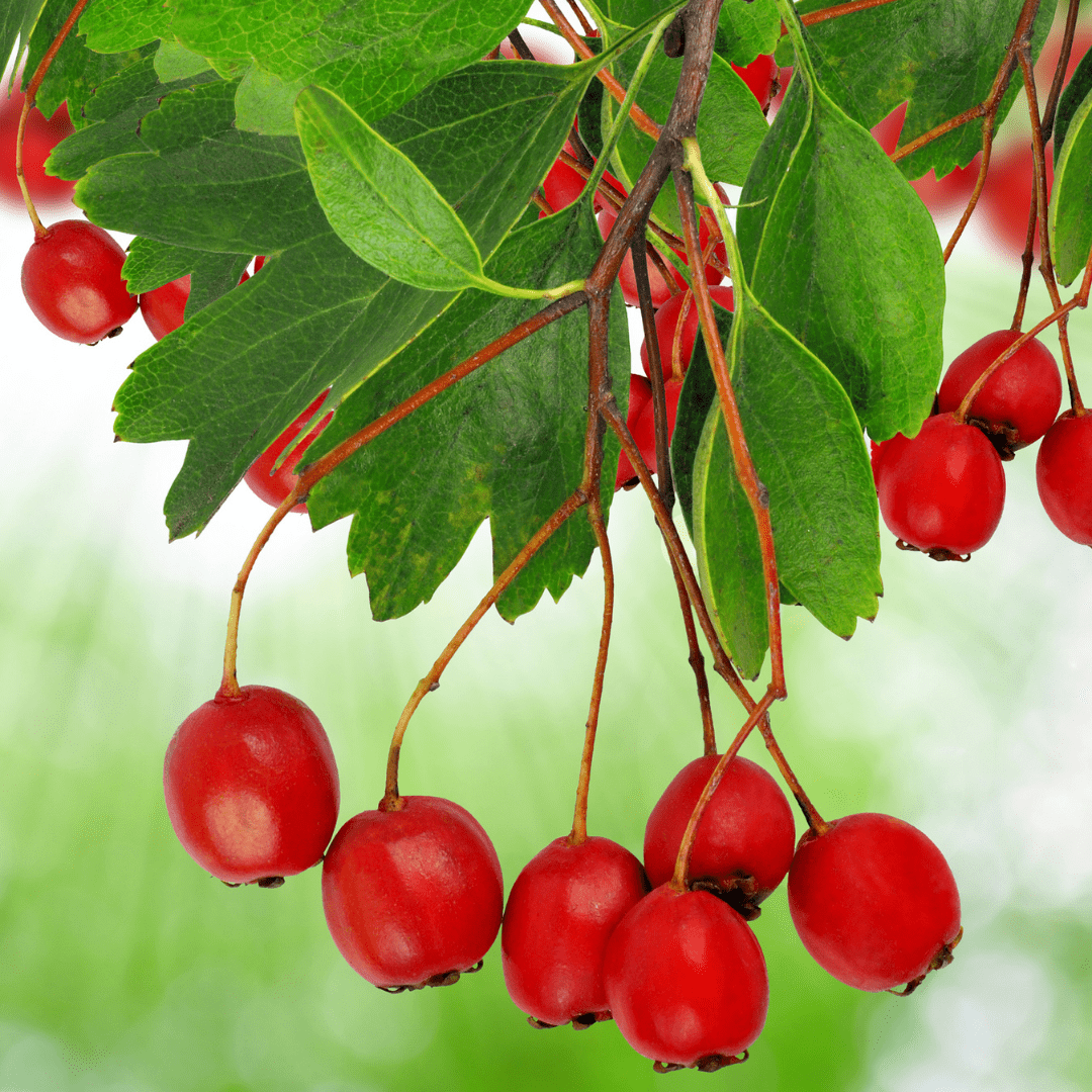 Hawthorn