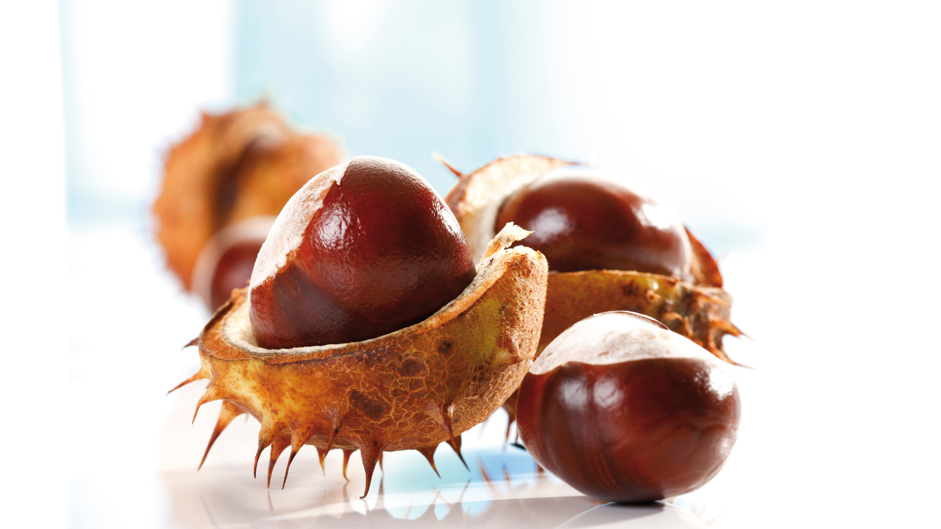 Horse Chestnut