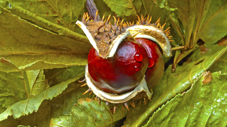 Horse Chestnut