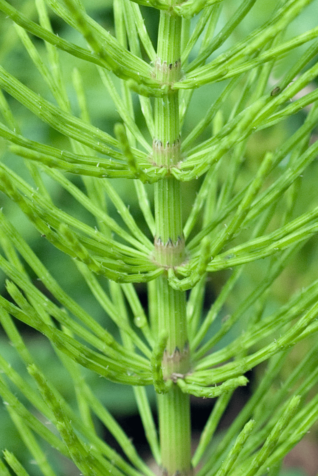 Horsetail