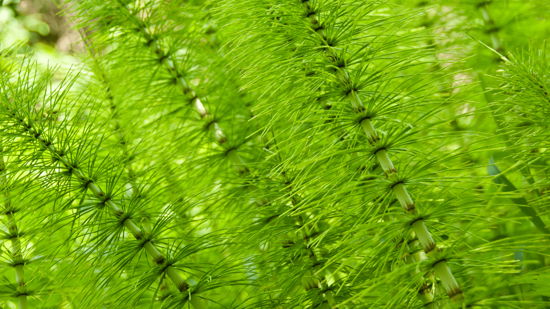 Horsetail
