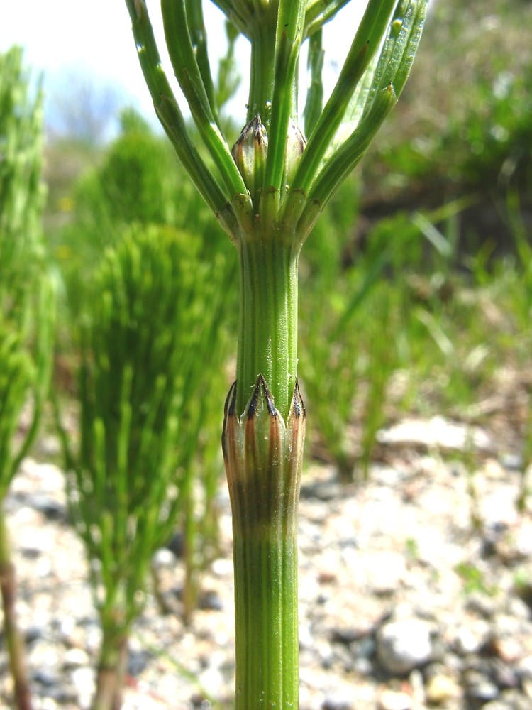 Horsetail