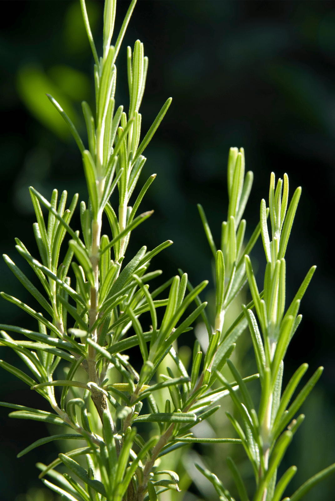 Rosemary