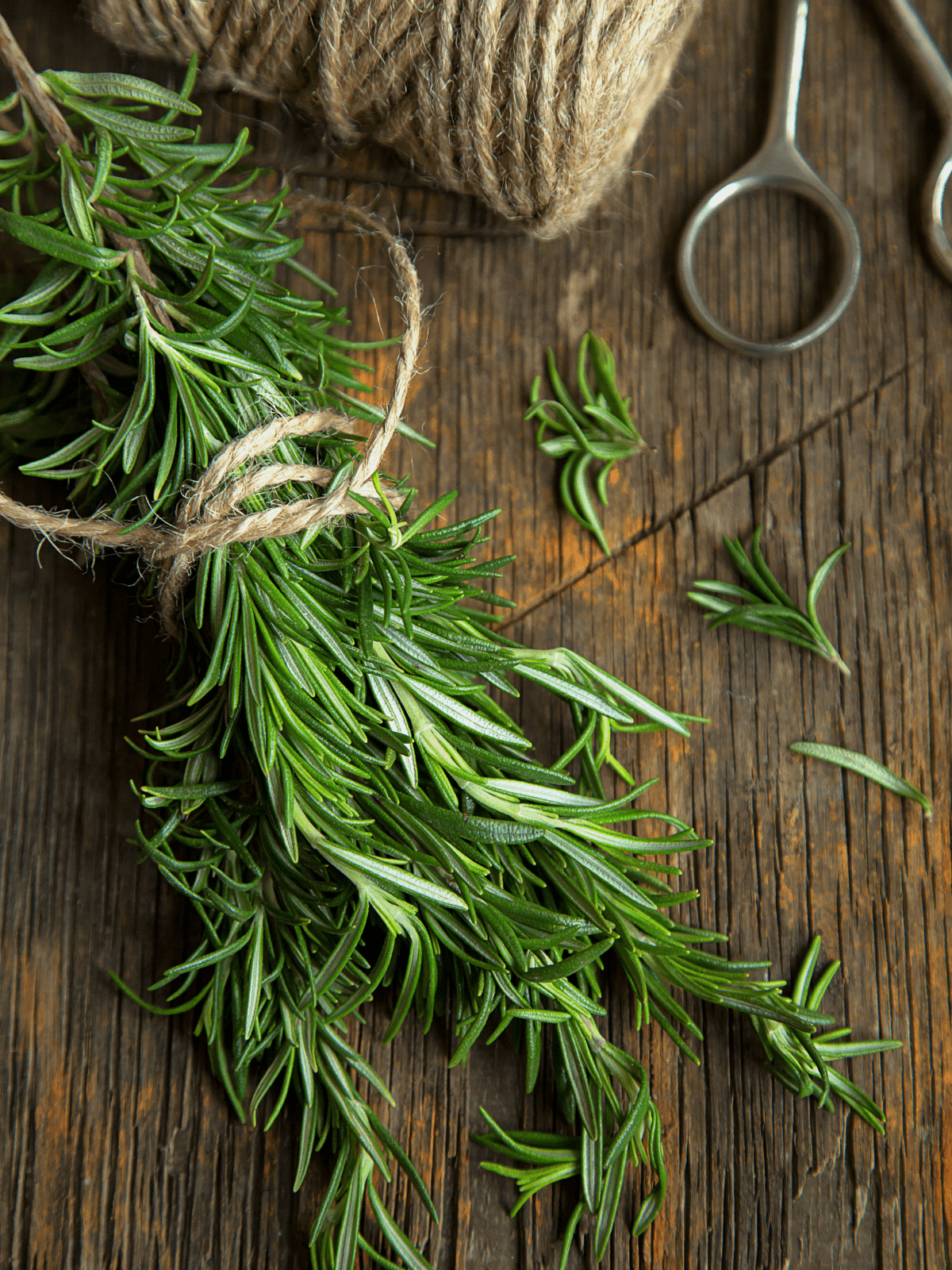 Rosemary