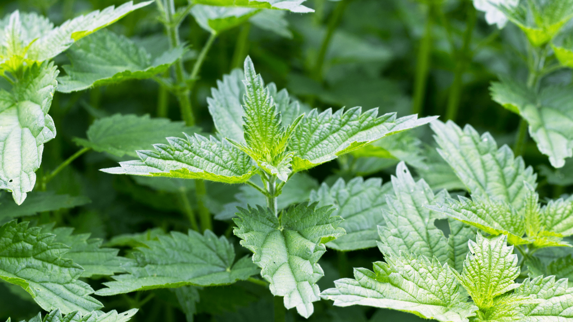 Nettle