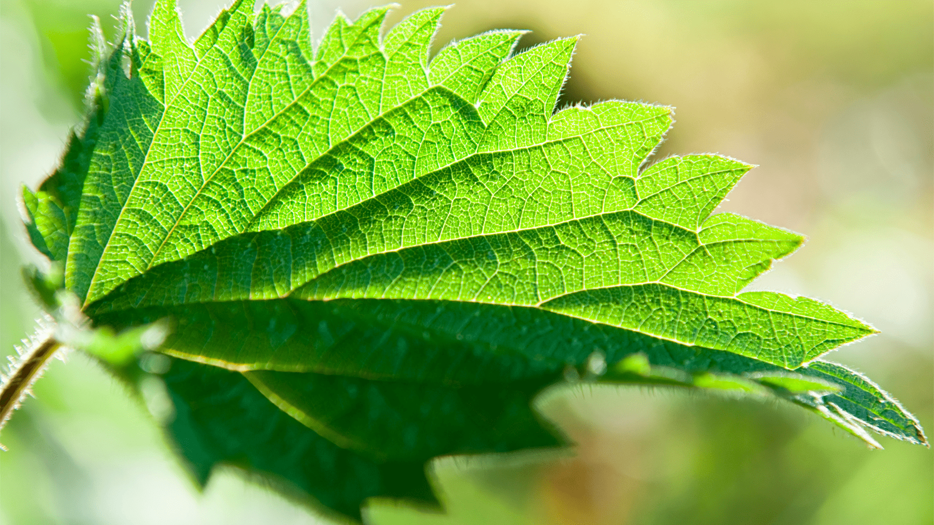 Nettle
