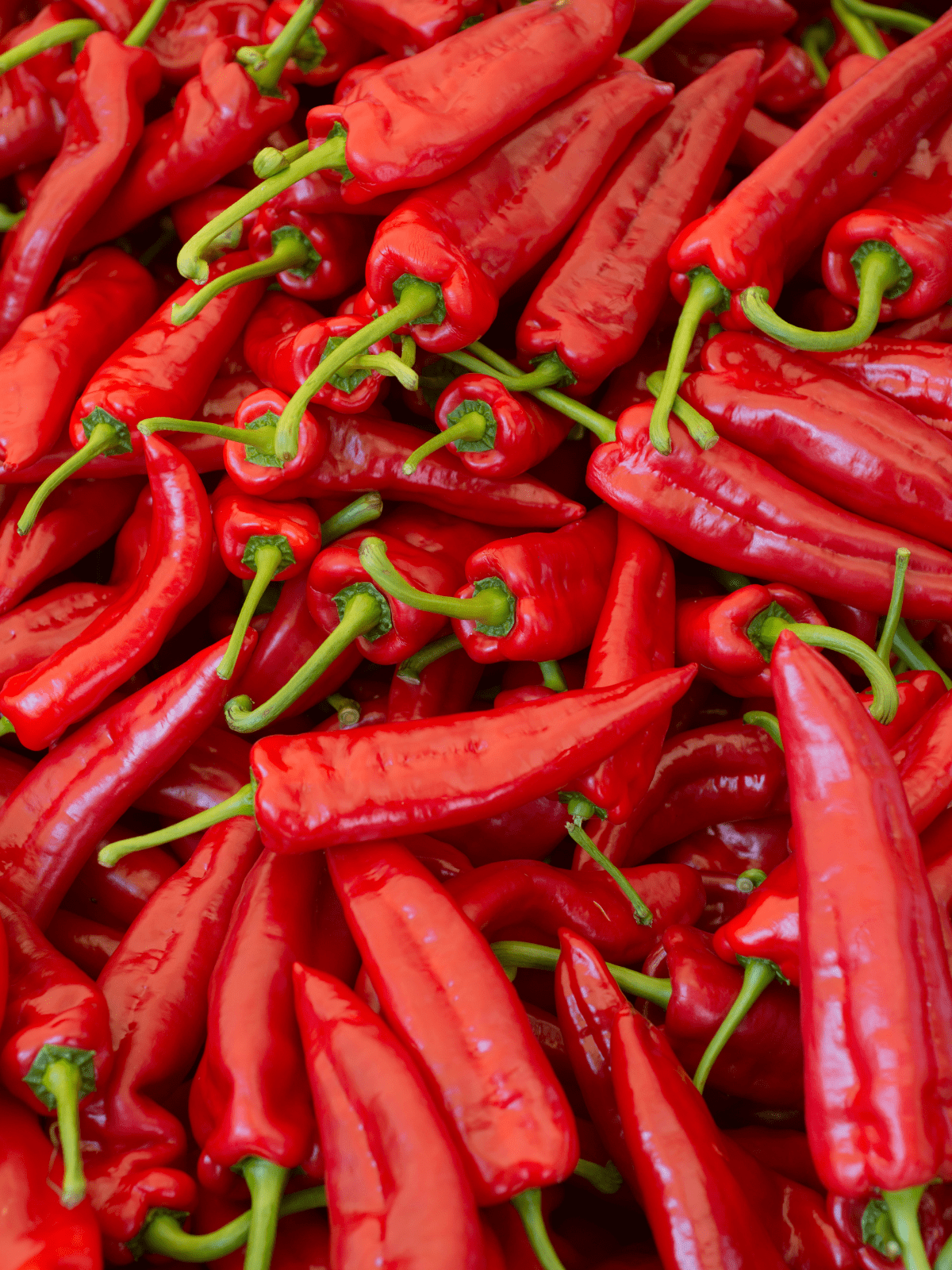 Red Pepper