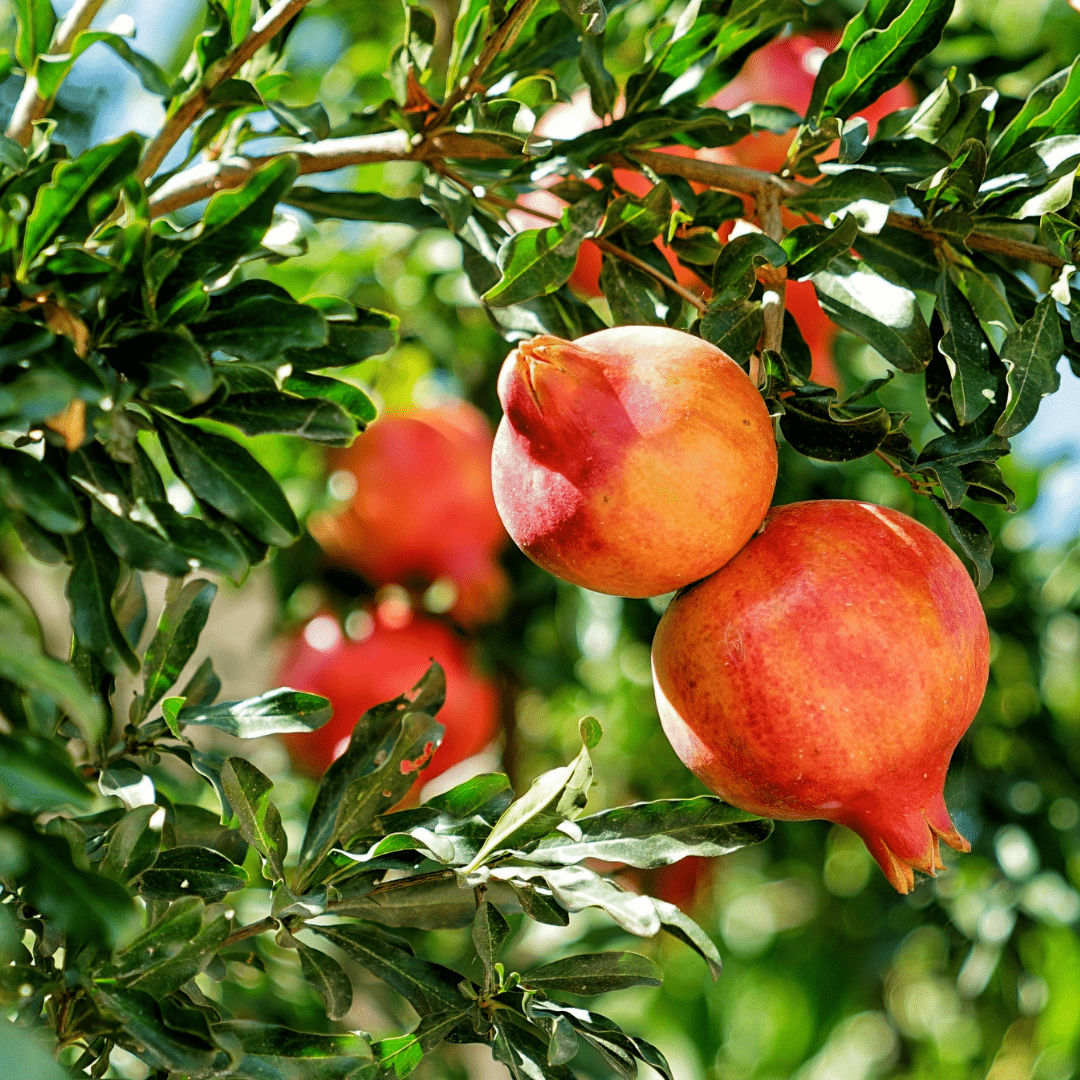 Pomagranate