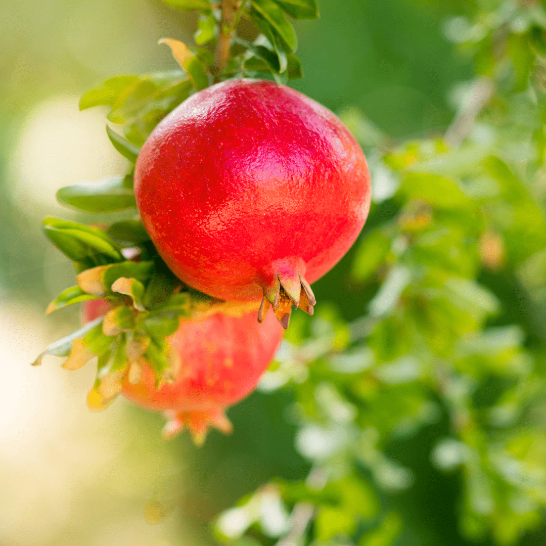 Pomagranate