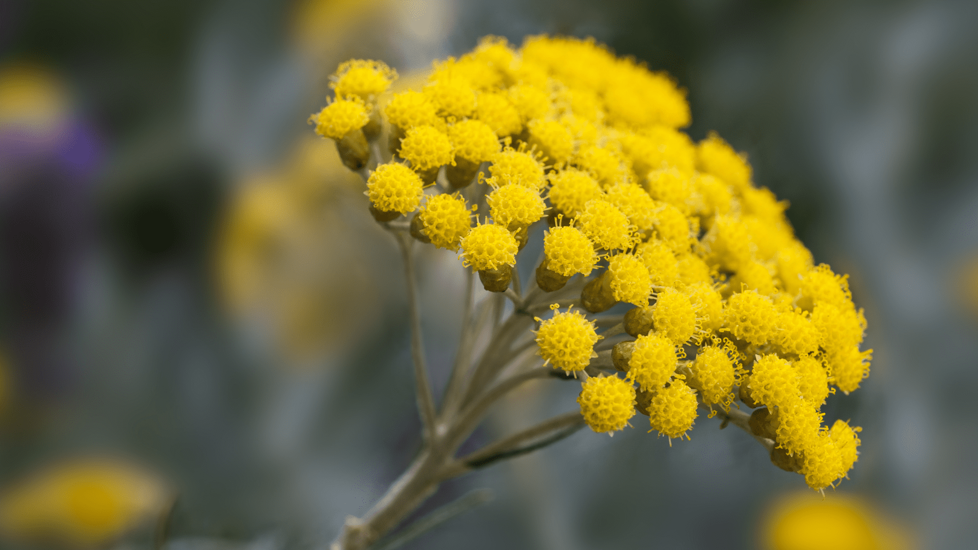 Immortelle Flower