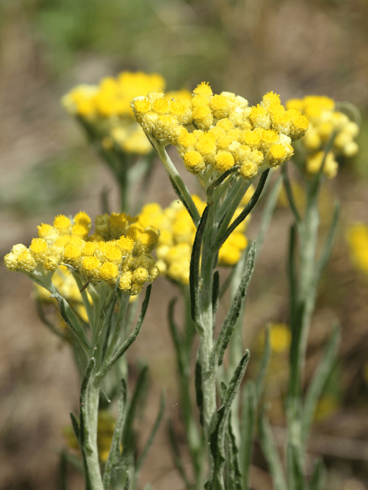 Immortelle Flower