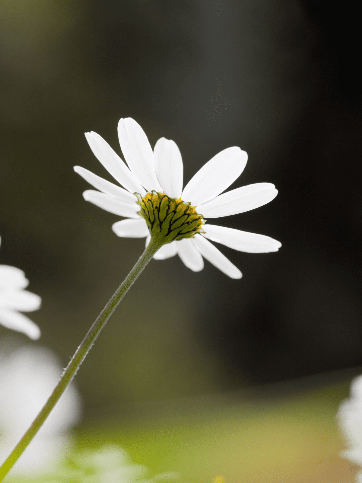 Chamomile