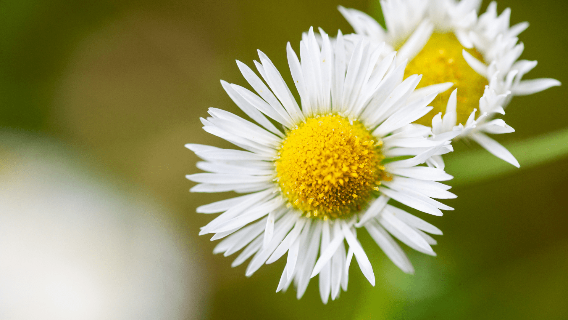Chamomile