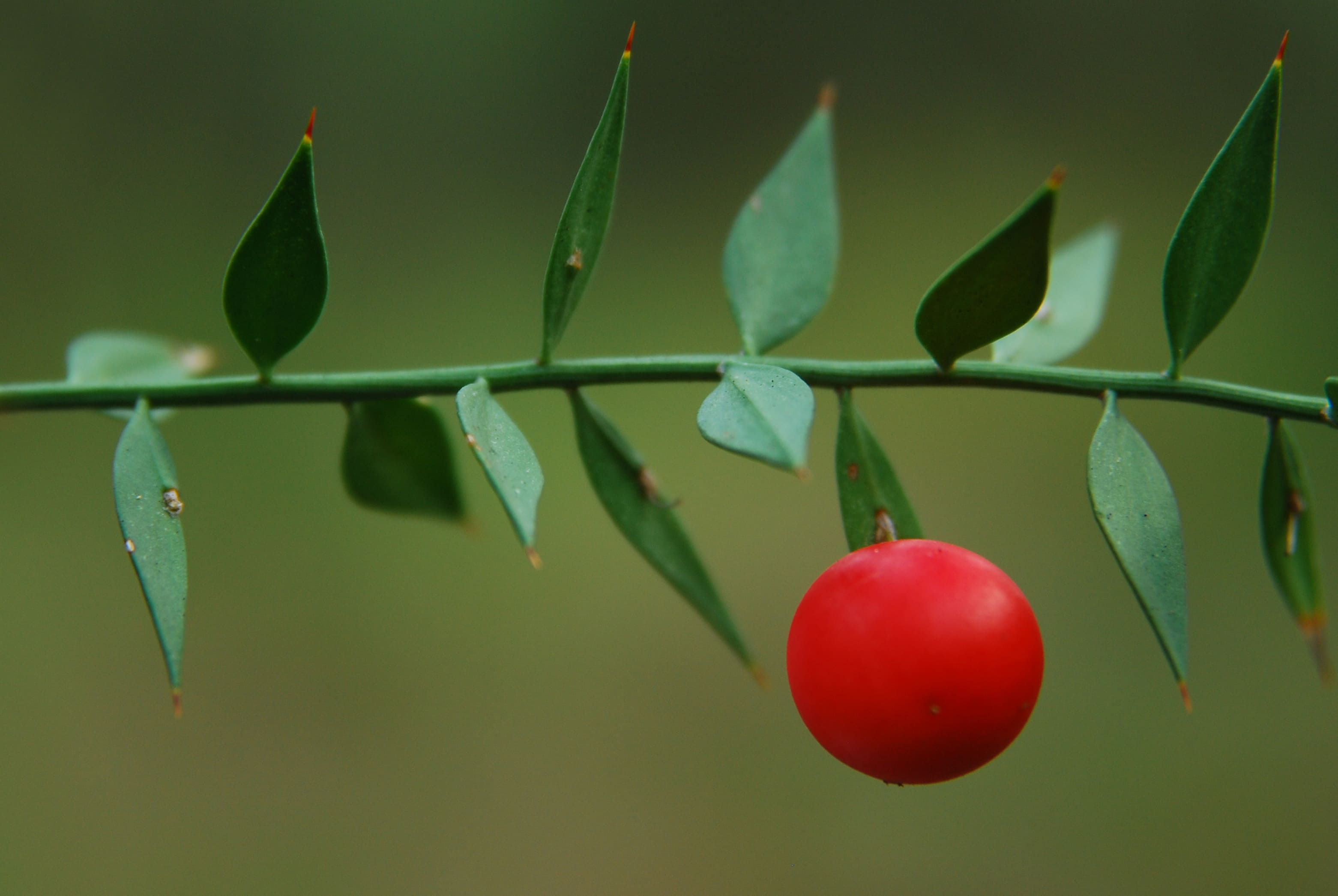 Butcher’s Broom