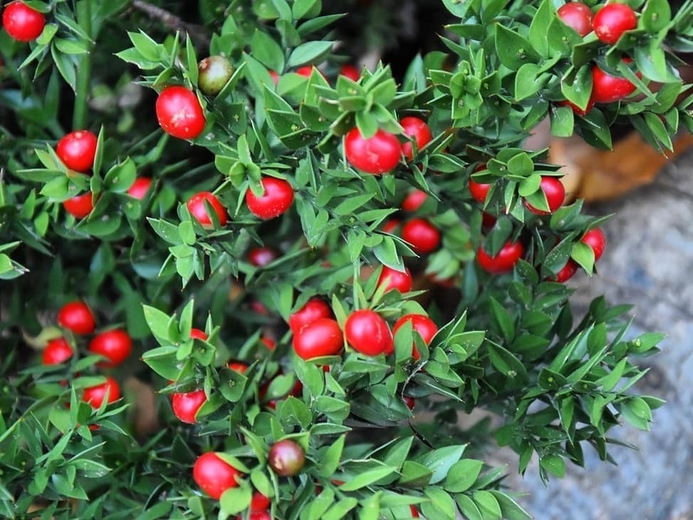Butcher’s Broom