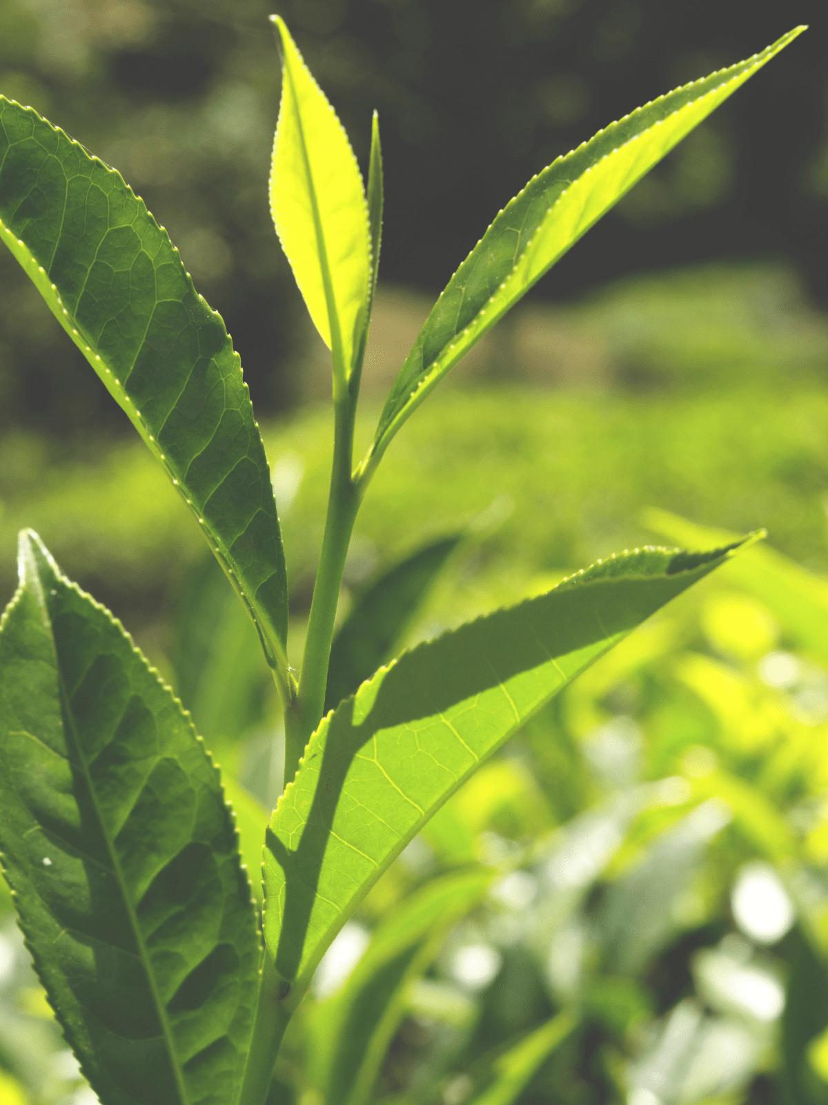 Green Tea
