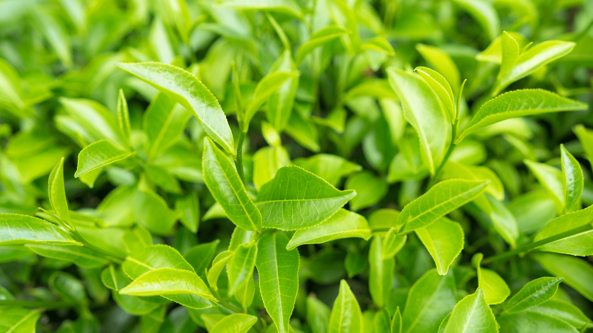 Green Tea