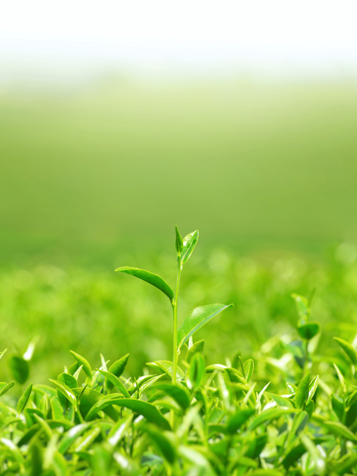 Green Tea