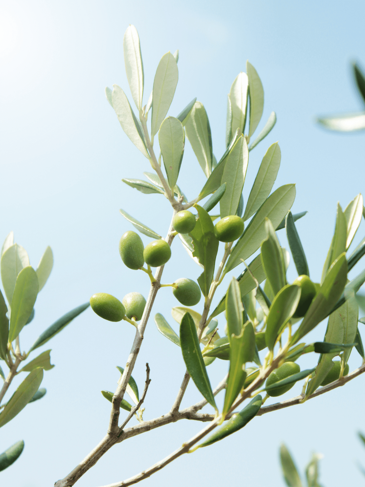Zeytin Yaprağı
