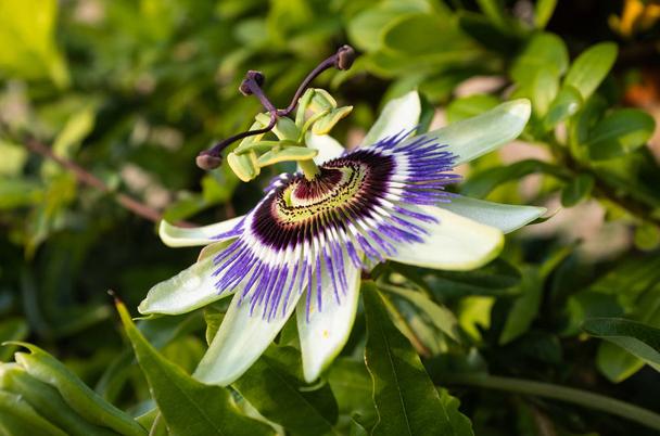 Passion Flower