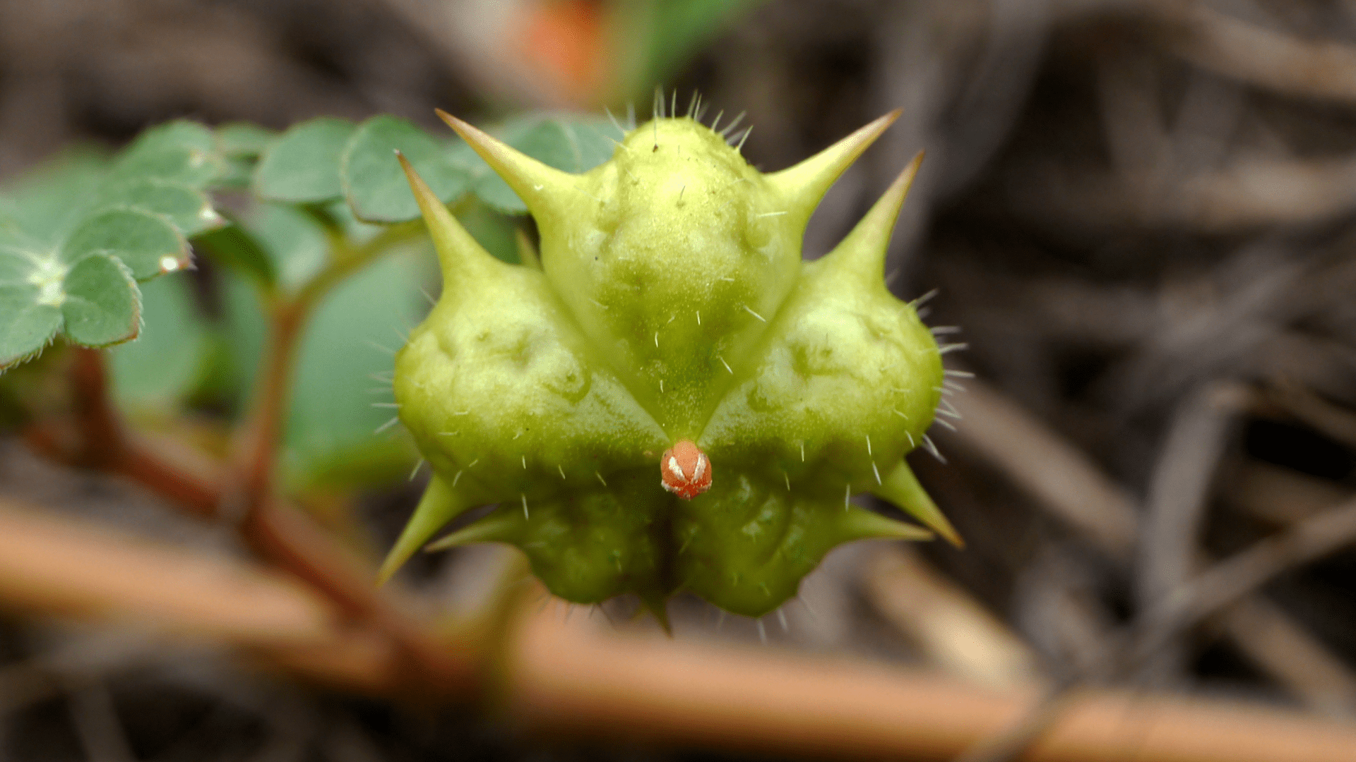 Tribulus