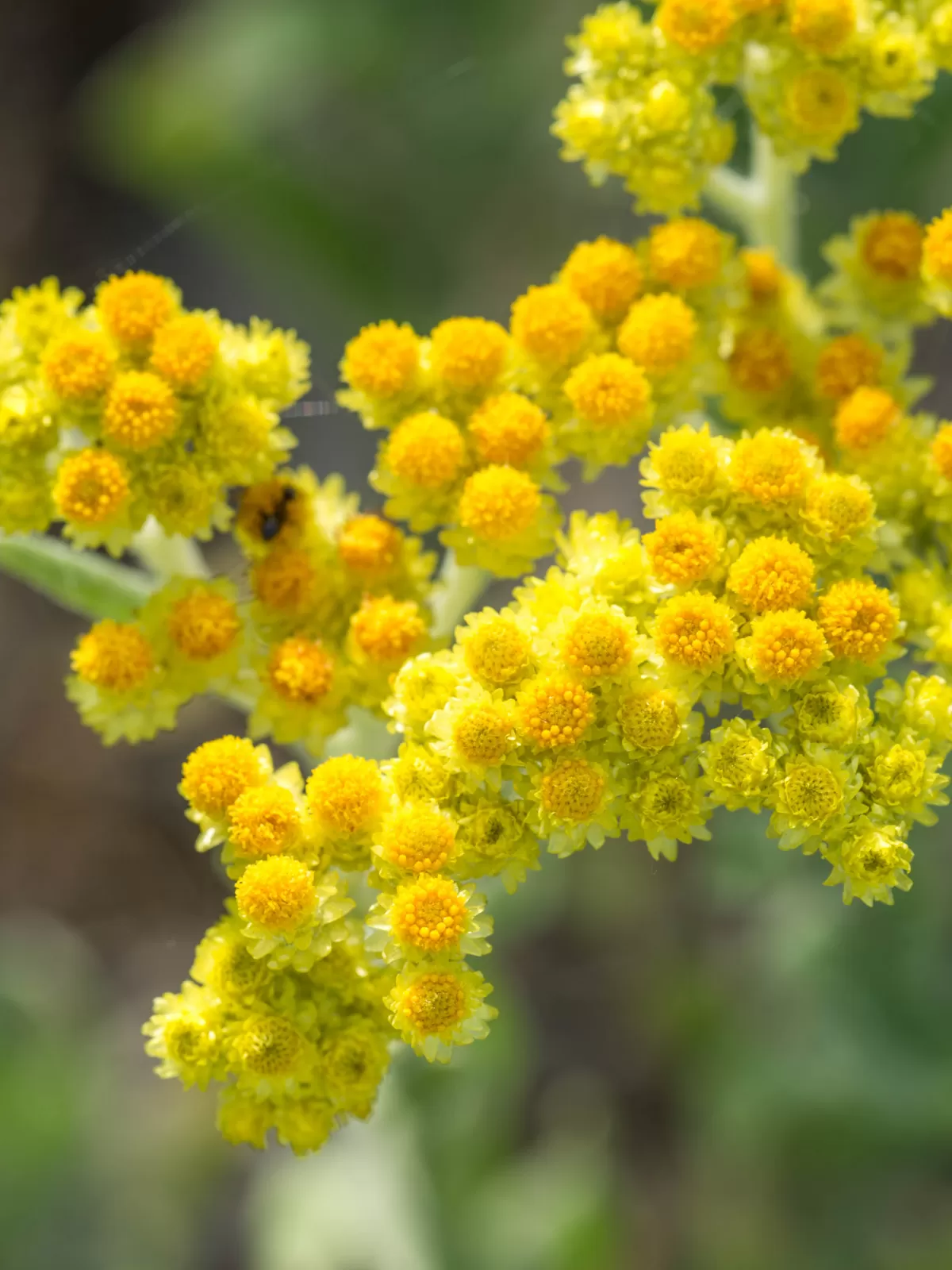 Immortelle Flower