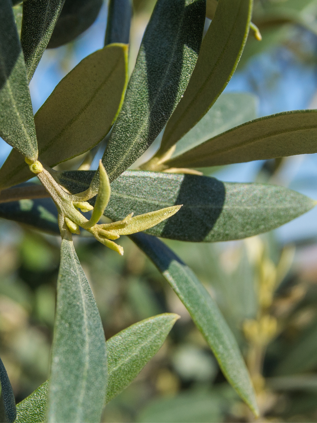 Olive Leaf