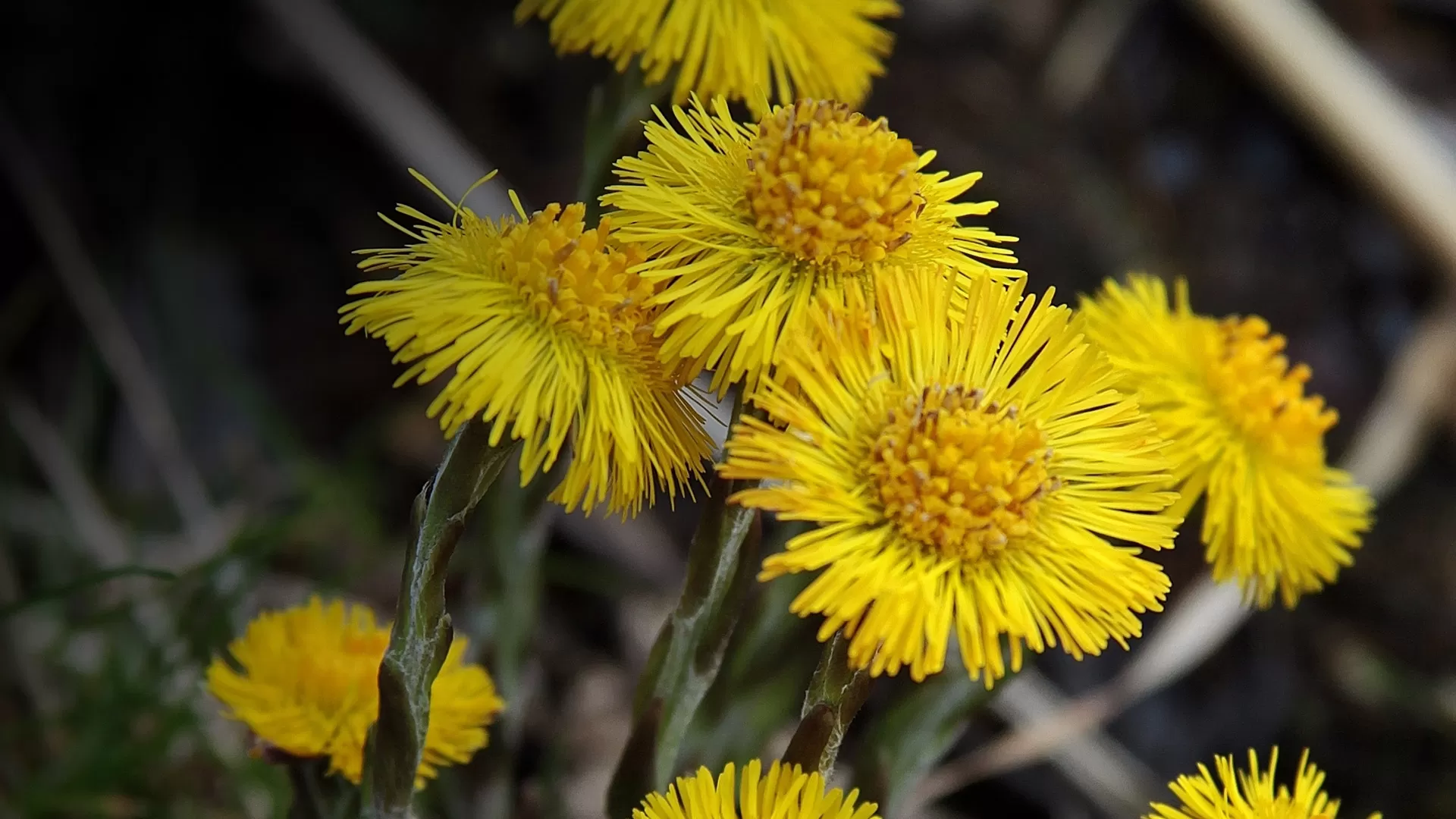 Coltsfoot (Tussilago farfara)