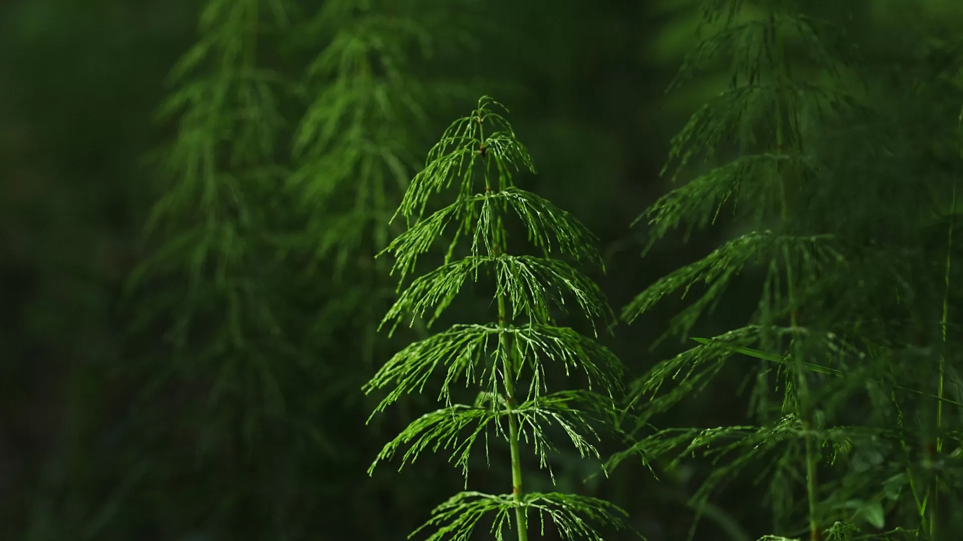 Horse Tail (Equisetum Arvense L.)