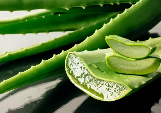 Aloe Vera (Aloe barbadensis)