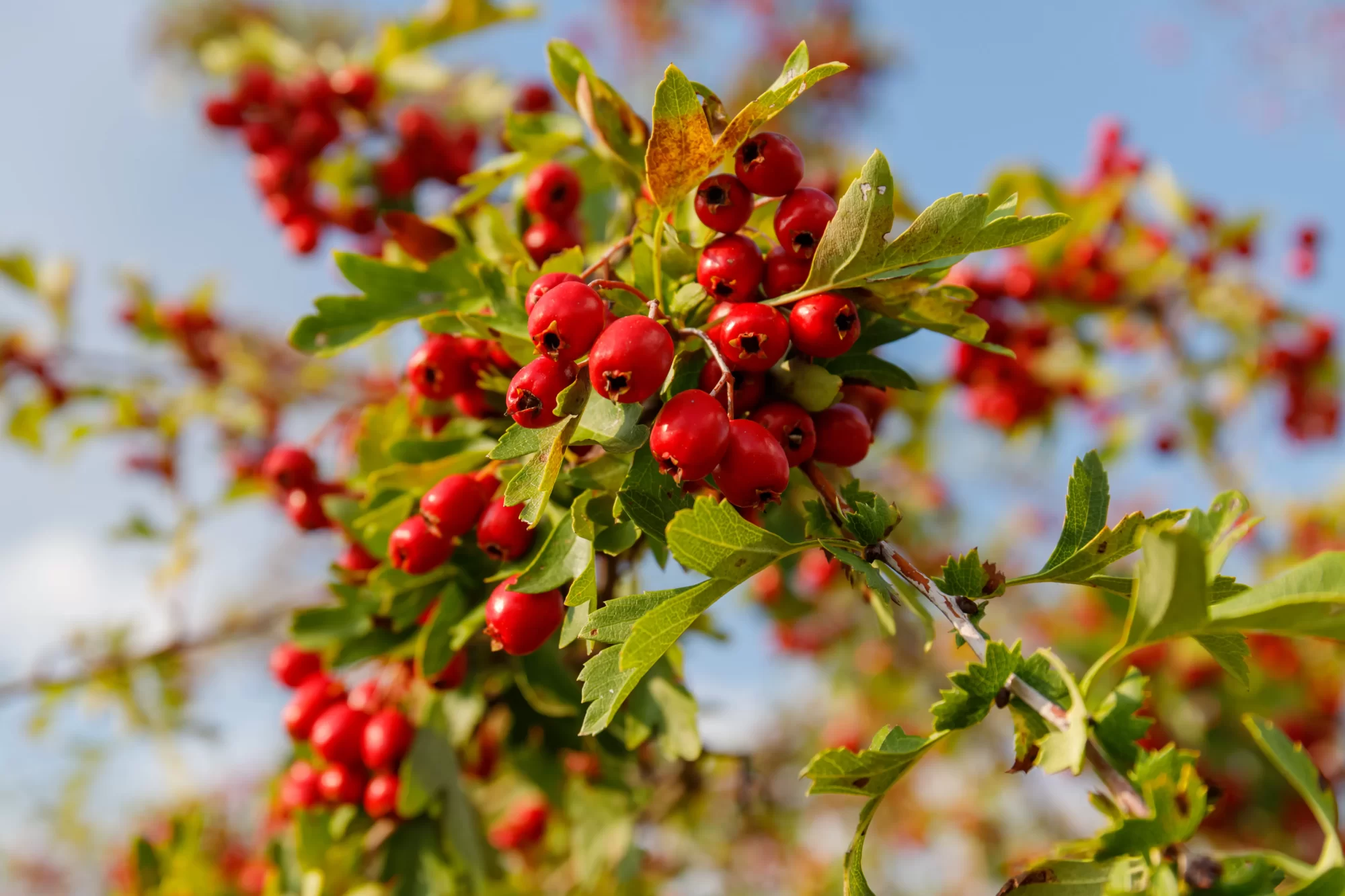 Hawthorn (Crataegus monogyna Jacq.)