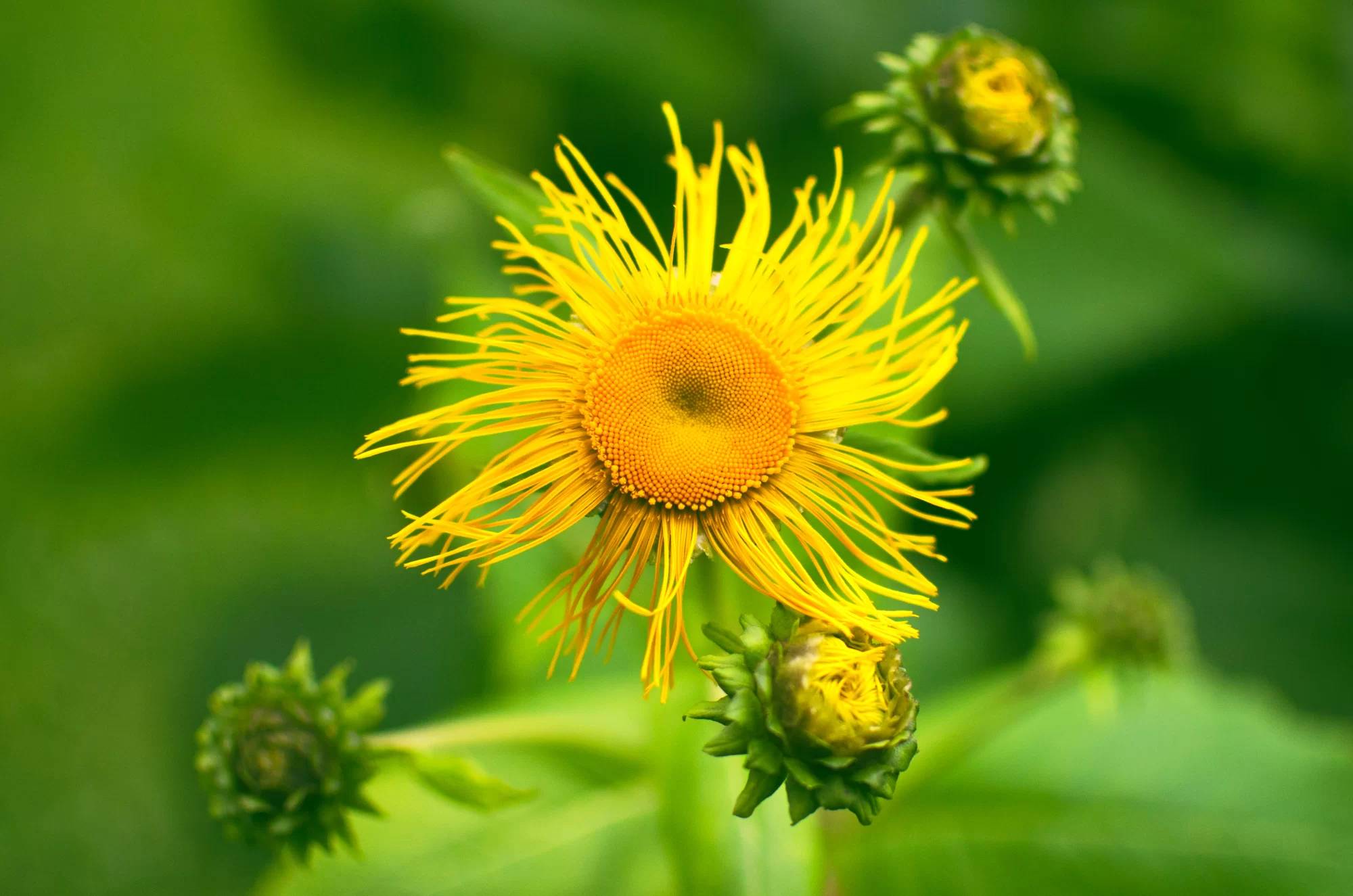 Elecampane (Inula L.)