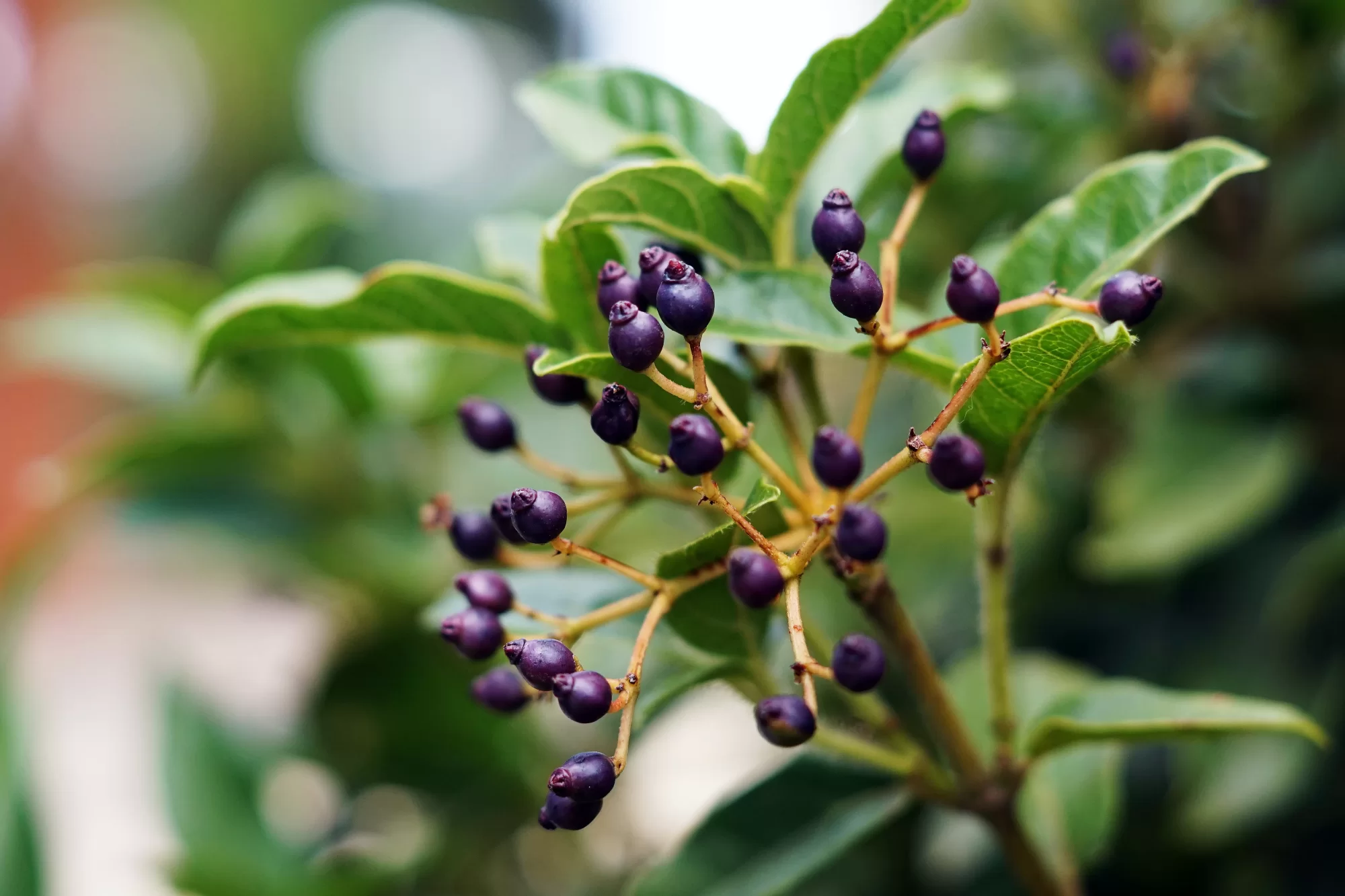 Aronya (Aronia melanocarpa)