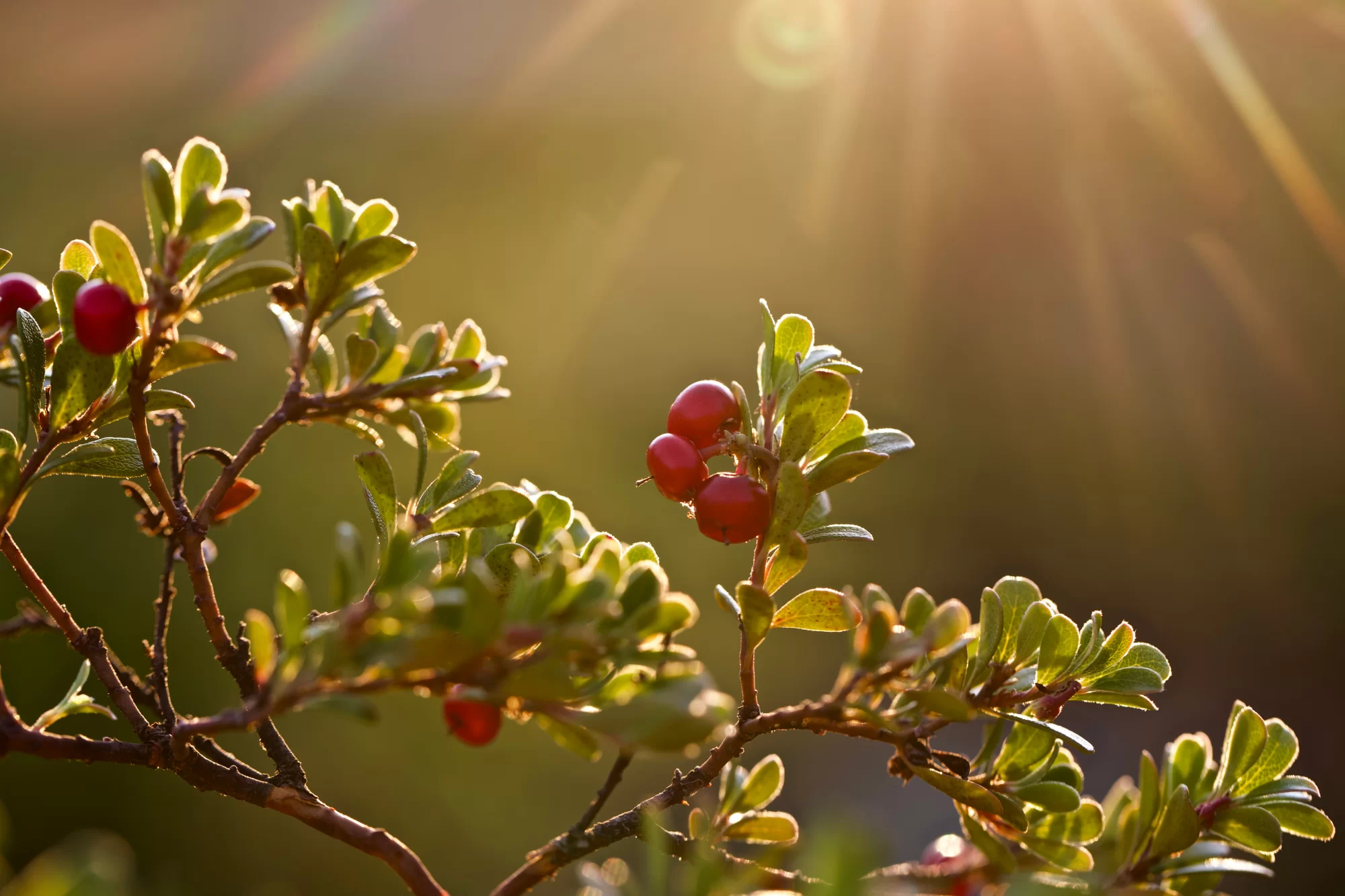 Red Bearberry (Arctostaphylos uva-ursi)