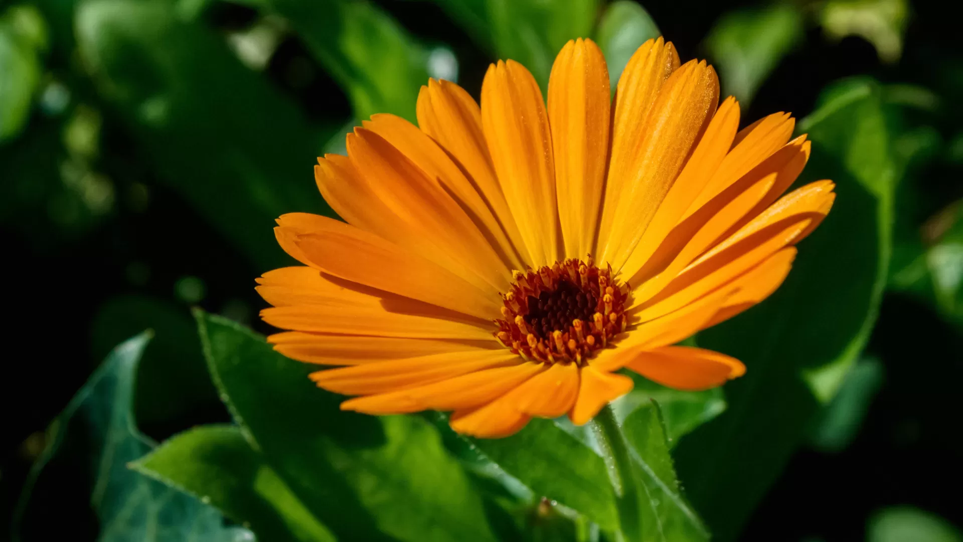 Calendula Flower (Calendula Officinalis L.)