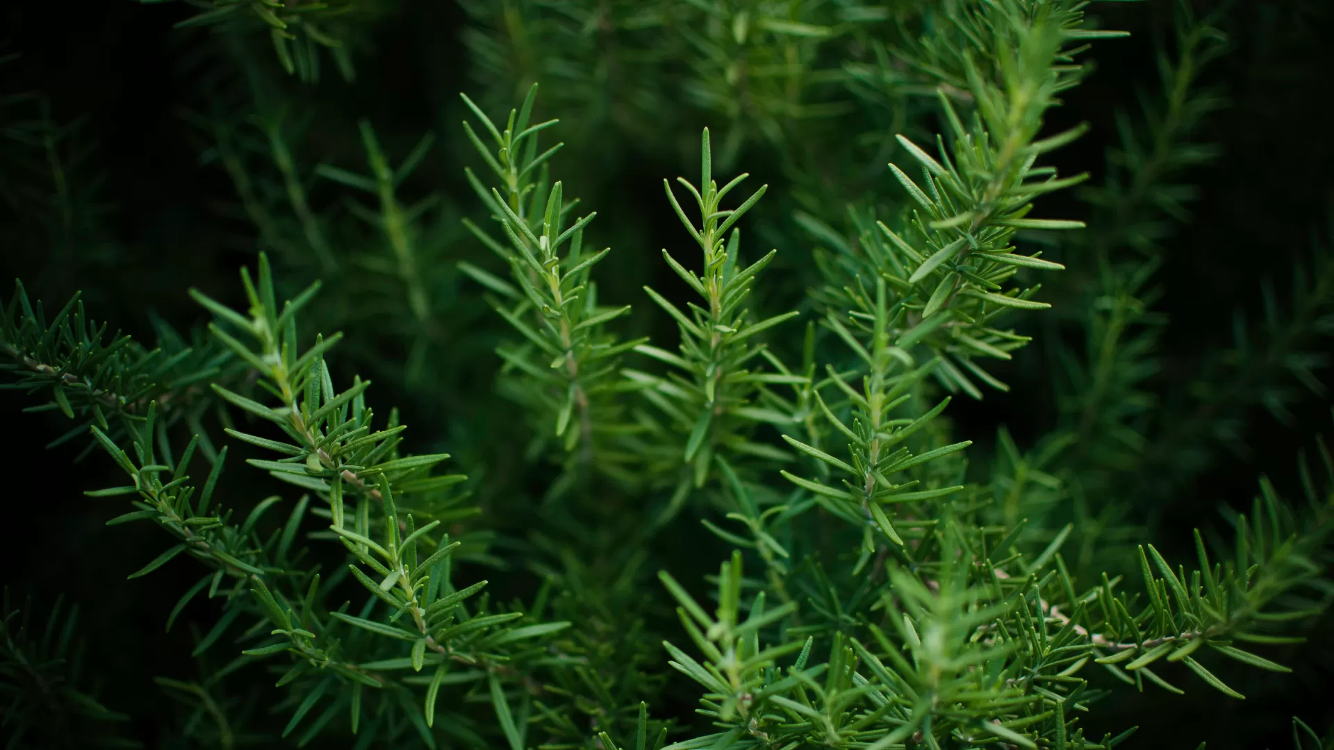 Rosemary (Rosmarinus Officinalis L.)