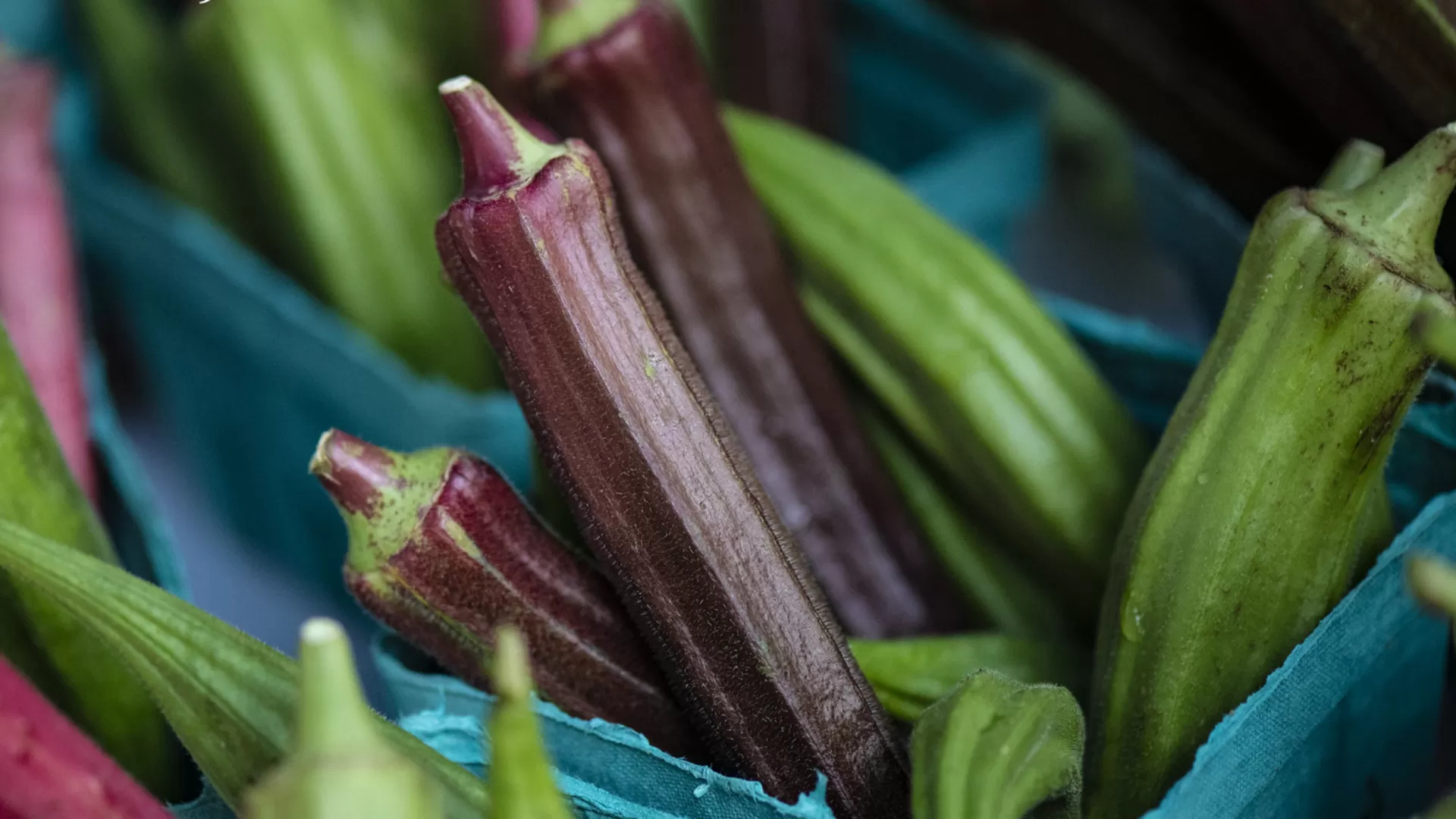 Okra (Abelmoschus Esculentus)