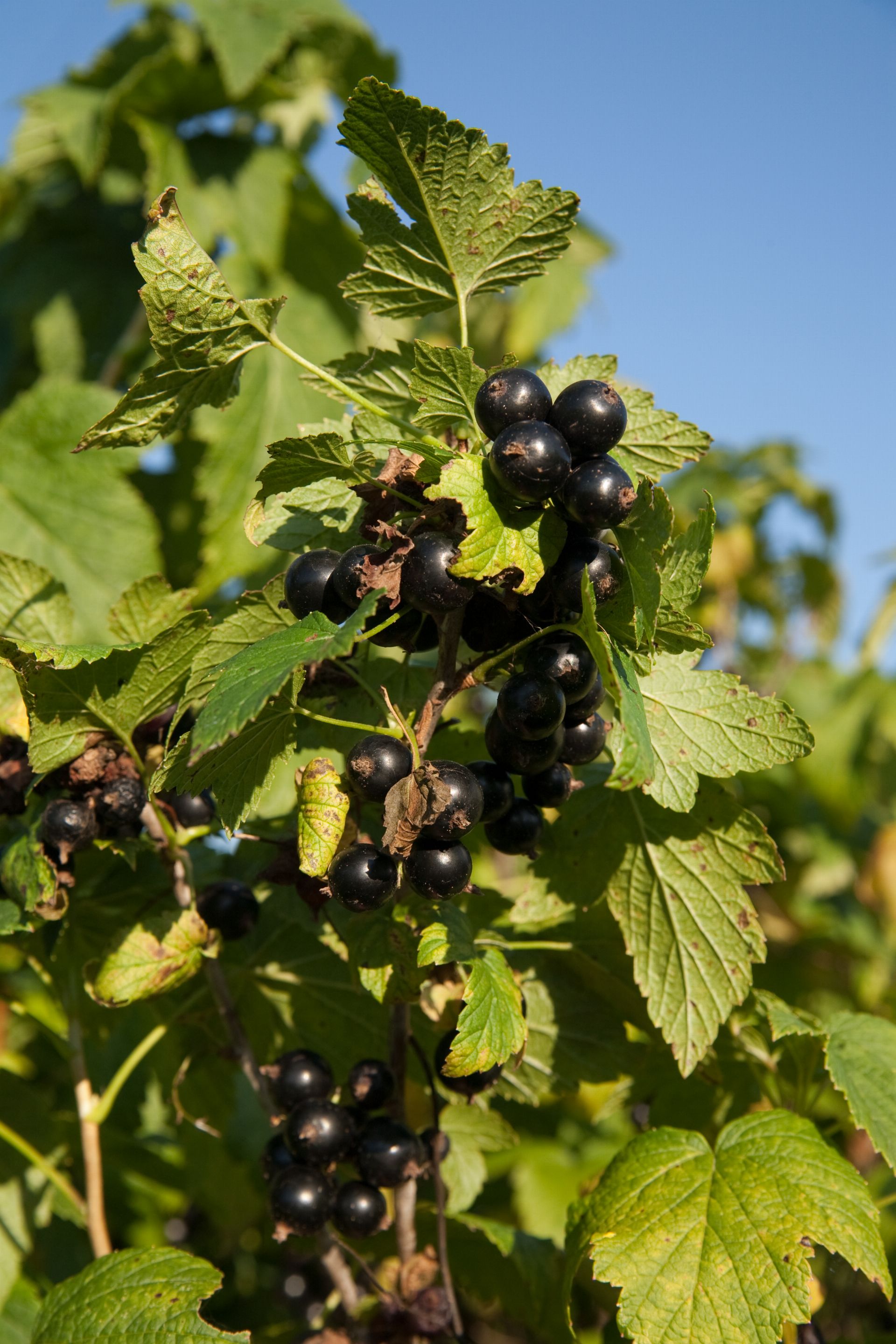 Aronia