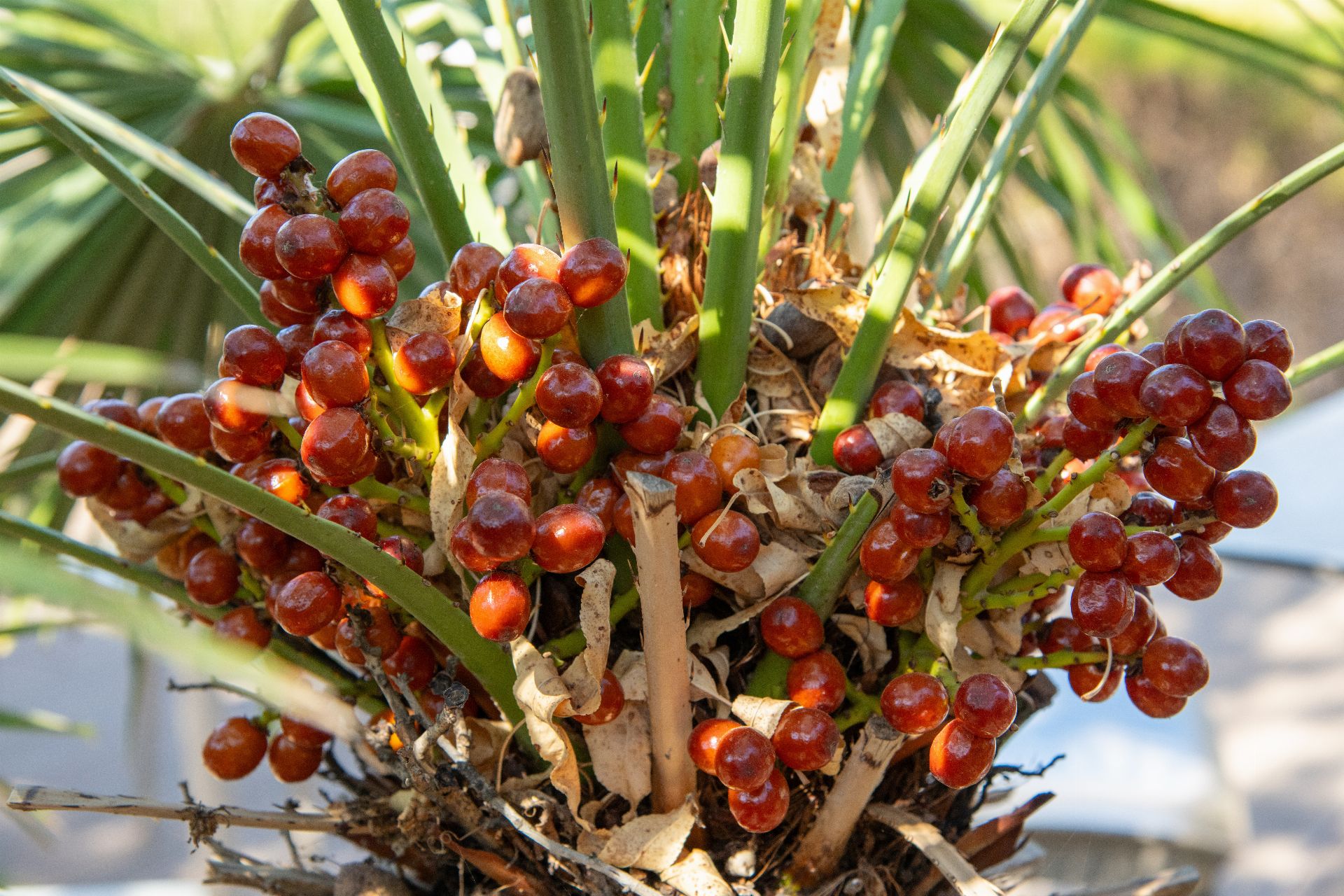 Saw Palmetto (SERENOA REPENS)