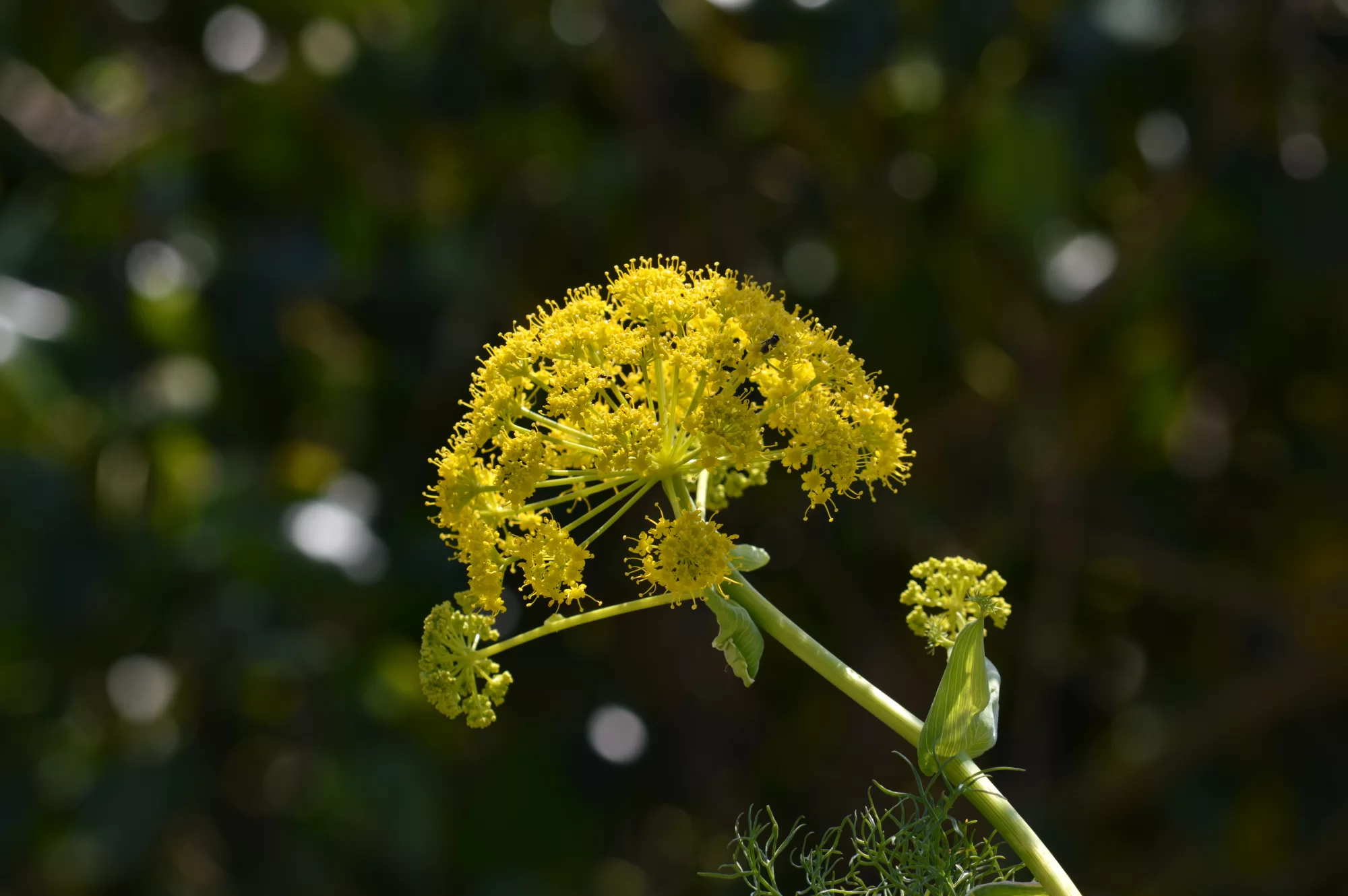 Giant Fennel (Fenula)