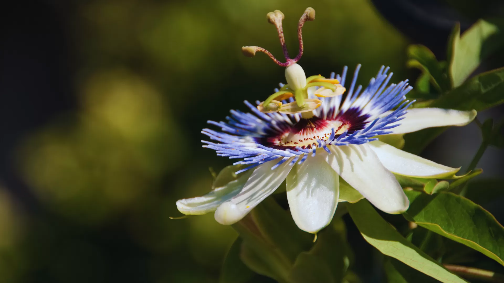 Passion Flower (Passiflora Incarnata L.)