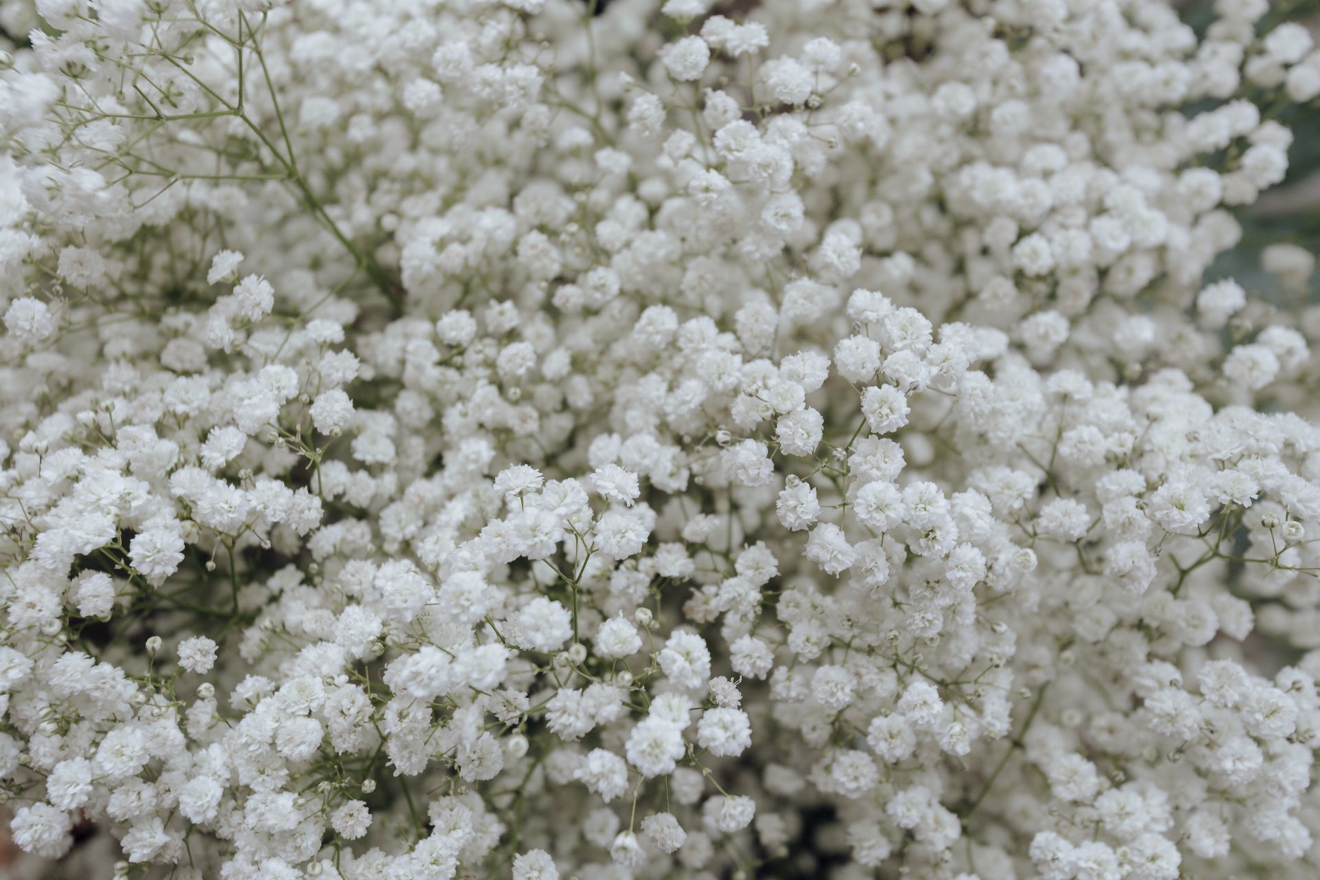 Soapwort