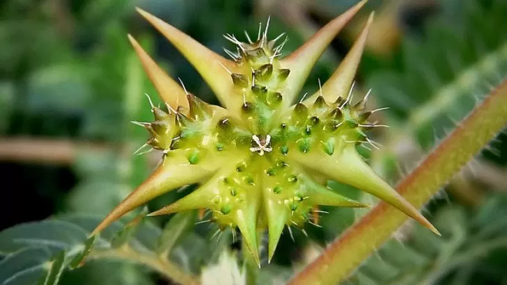 Tribulus (Tiribulus terrestris L.)