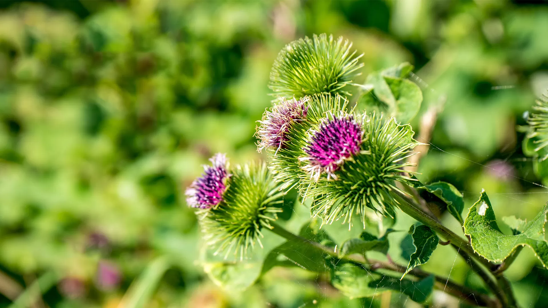 Burdock (Arctium lappa)