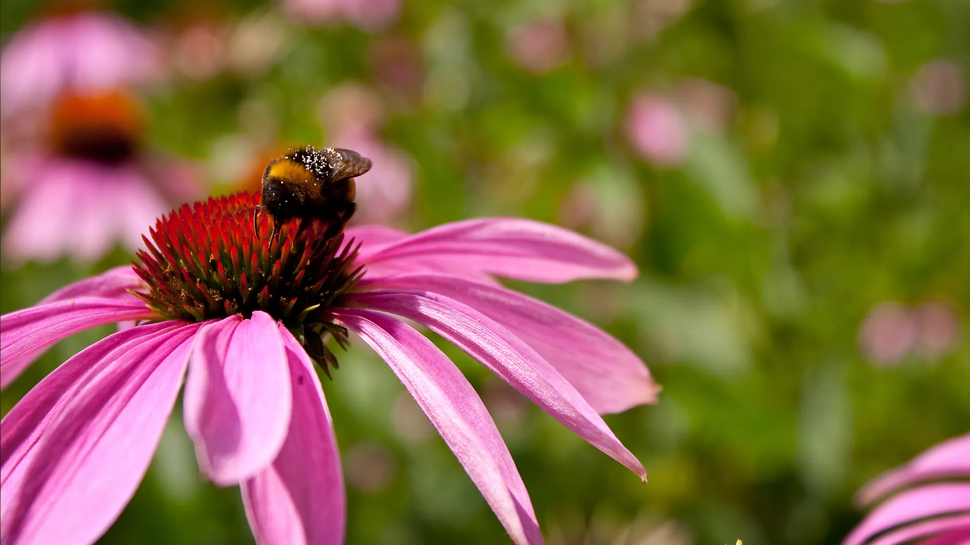 Echinacea (Echinacea purpurea L.)