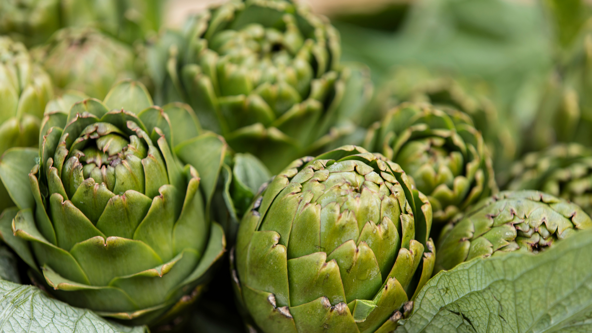 Artichoke (Cynara scolymus L.)