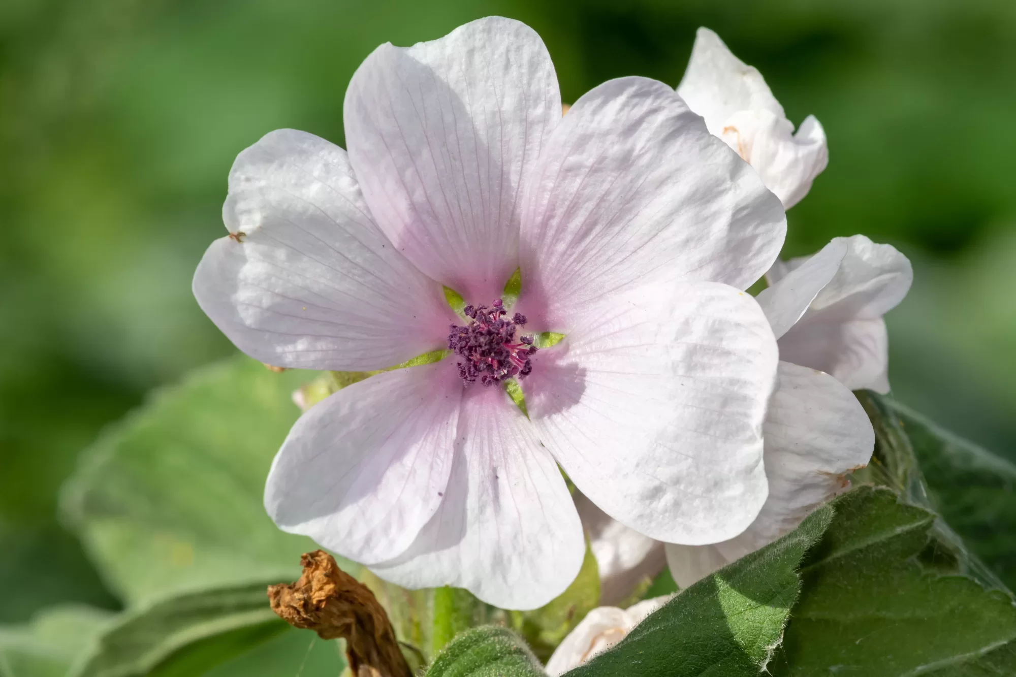 Marshmallow (Althaea officinalis)