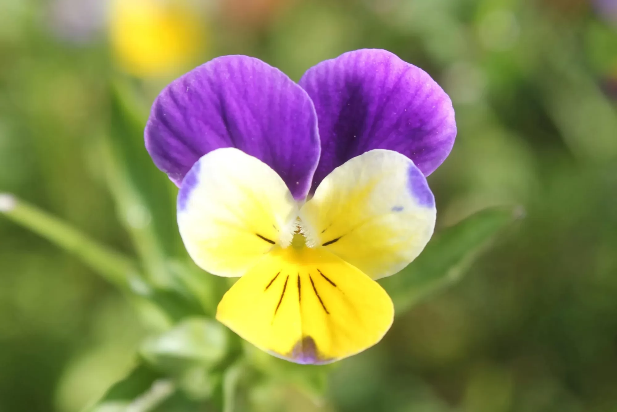 Wildpansy (Viola tricolor L.)