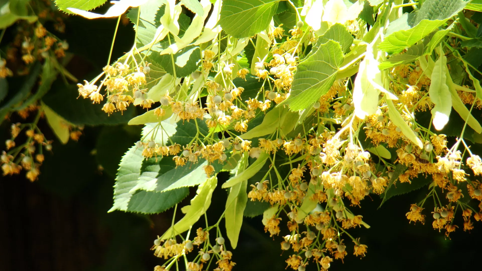 Linden (Tilia cordata)